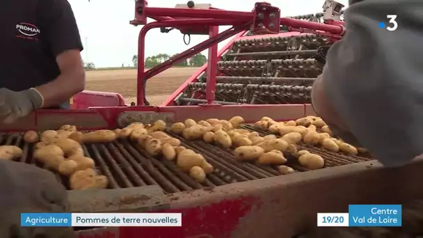 Eure-et-Loir : la récolte de pomme de terres sera bonne mais les prix d'achat en baisse
