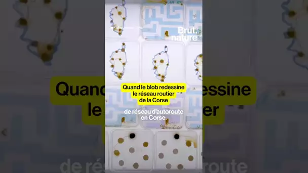 Quand le blob redessine le réseau routier de la Corse