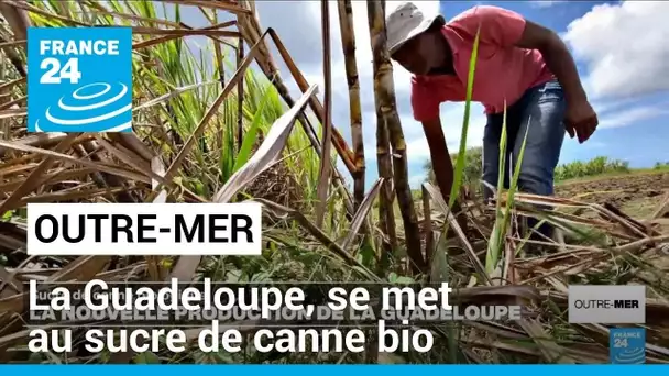 En Guadeloupe, l'agriculture locale se renouvèle grâce au sucre de canne bio • FRANCE 24