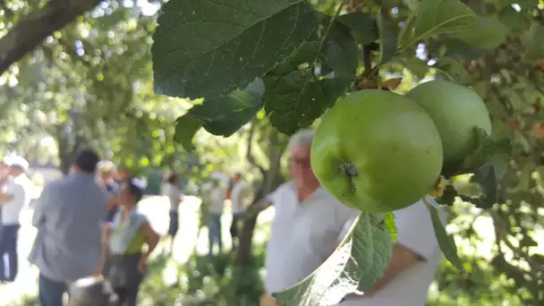 Polemique autour du prosulfocarbe en Normandie