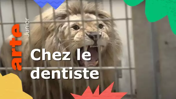 Le lion Tajo chez le dentiste : d'abord, l'anesthésie | ARTE