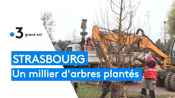 Environnement : un millier d'arbres plantés à Strasbourg