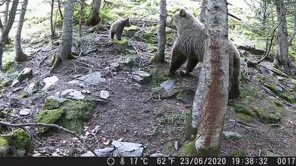 VIDEO-Une ourse et ses petits filmés par une caméra automatique installée par un père de famille