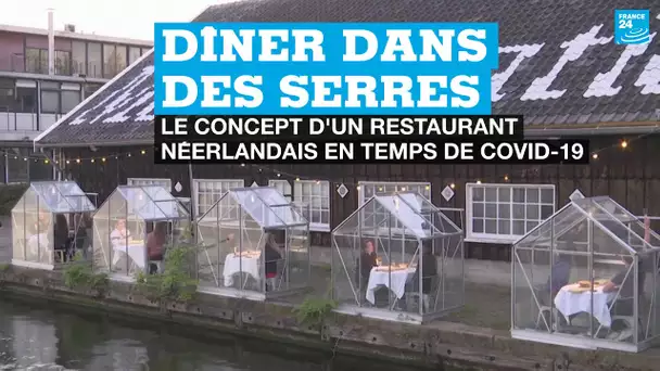 Dîner dans des serres : en temps de Covid-19, un restaurant hollandais teste un nouveau concept