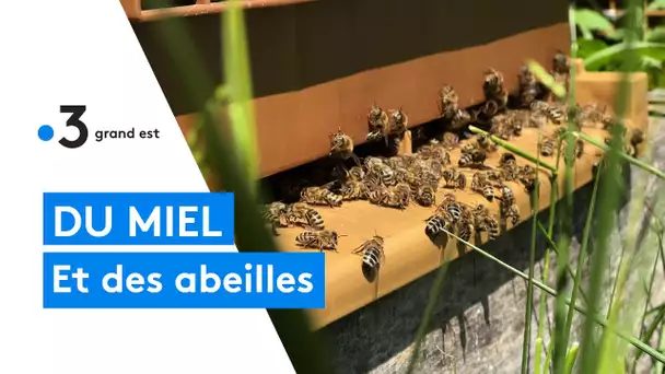 La recolte de miel de printemps 2022 sera bonne- exemple à Neufchef