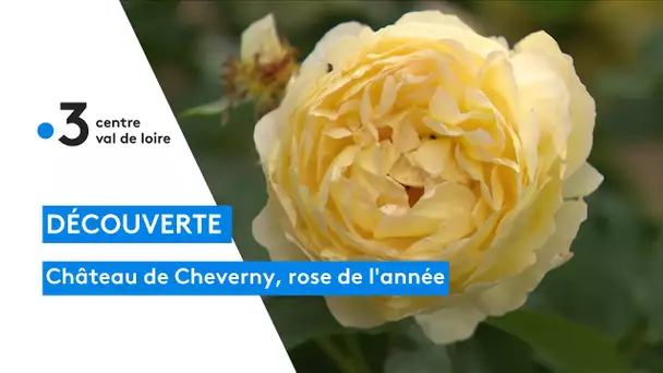 Découverte : au château de Cheverny, sa rose vient d'être sacrée rose de l'année en Angleterre