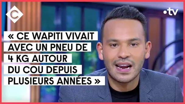 La Story médias -  Arrêt au stand pour le wapiti - C à Vous - 13/10/2021