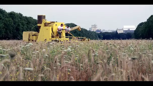 Céréales : des moissons abondantes en France, mais un recul des prix qui inquiète