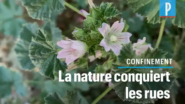 Le confinement, une « parenthèse enchantée » pour la biodiversité dans la rue