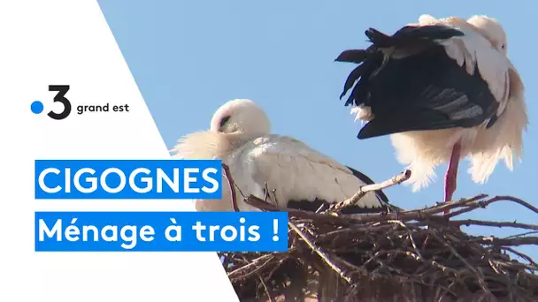 Une cigogne s'installe dans le nid d'un mâle déjà en couple