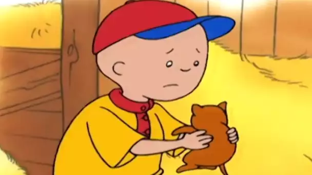 Caillou et les Chatons | Caillou | Dessins animés pour enfants | WildBrain pour les enfants