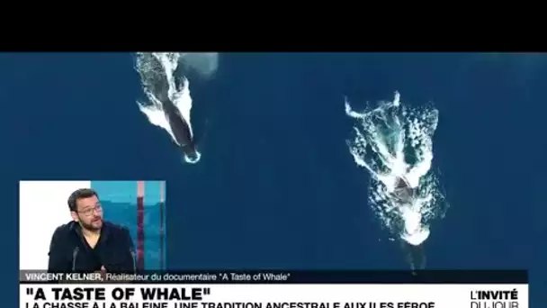 "La viande d'un dauphin est cent fois plus polluée que celle d'un poisson" • FRANCE 24