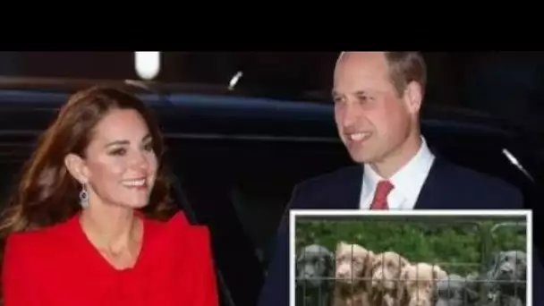 L'adorable nouveau chien de Kate et William repéré par les fans sur une photo rare du frère de la du