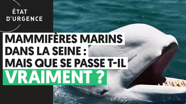 MAMMIFÈRES MARINS DANS LA SEINE : MAIS QUE SE PASSE T-IL VRAIMENT ?