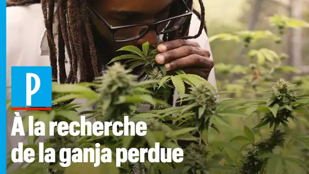 Jamaïque : un scientifique refait pousser le cannabis des rastas