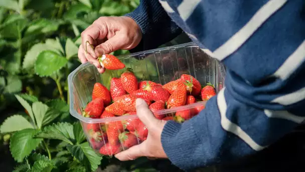 Pentecôte : dans le Nord, activité cueillette de fraises pour profiter du week-end