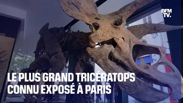 Le plus grand tricératops connu exposé à Paris avant sa mise aux enchères mi-octobre