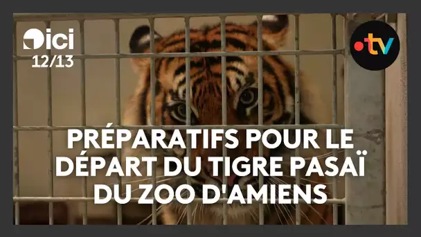 Les soigneurs du zoo d'Amiens préparent leur tigre de Sumatra à un long voyage jusqu'au Danemark