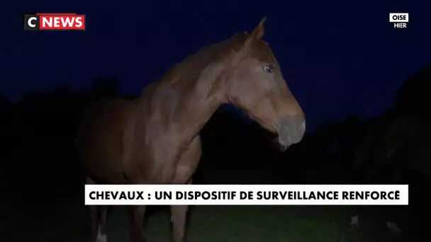 Chevaux mutilés : des éleveurs patrouillent