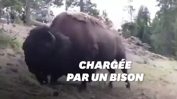 Un bison attaque une petite fille au parc de Yellowstone