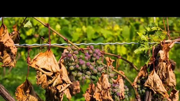 Maladie des vignes : «Les pertes seront importantes, l'État doit reconnaître l'état de calamité a…