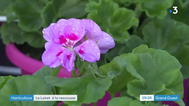 Coronavirus : le département du Loiret vient en aide aux horticulteurs