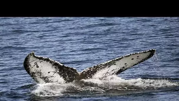 Un nouvel ancêtre amphibie de la baleine dévoilé en Egypte