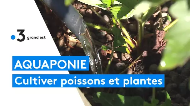 L'aquaponie, un nouveau type d'agriculture, entre élevage de poissons et culture des plantes