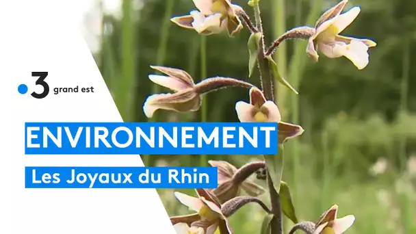 La Réserve nationale de chasse et de faune sauvage du Rhin