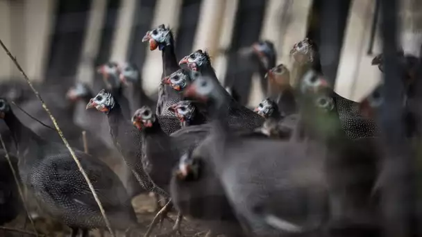 Symbole du déclin de l'agriculture française, le poulet tricolore n'a plus la cote dans nos assie…