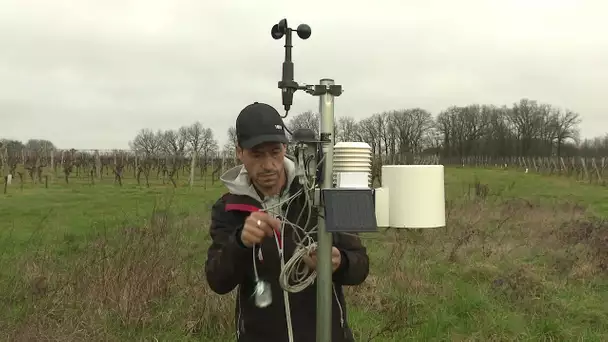 De nouvelles stations météo dans les vignes pour mieux adapter les traitements