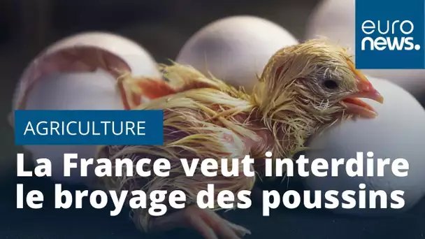 La France veut interdire le broyage des poussins et la castration à vif des porcelets fin 2021