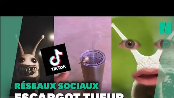 À cause de TikTok, vous ne verrez plus les escargots de la même façon