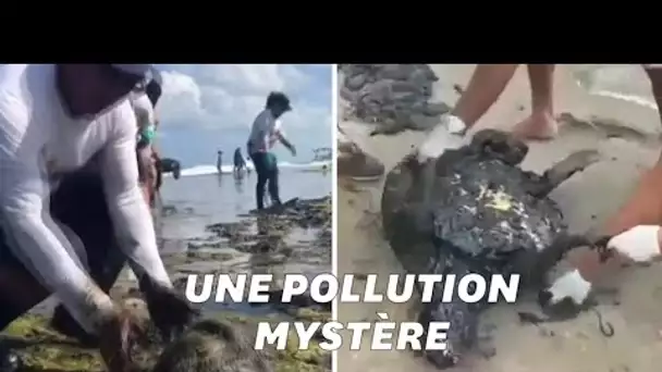 Cette plage paradisiaque brésilienne a été polluée par une marée noire