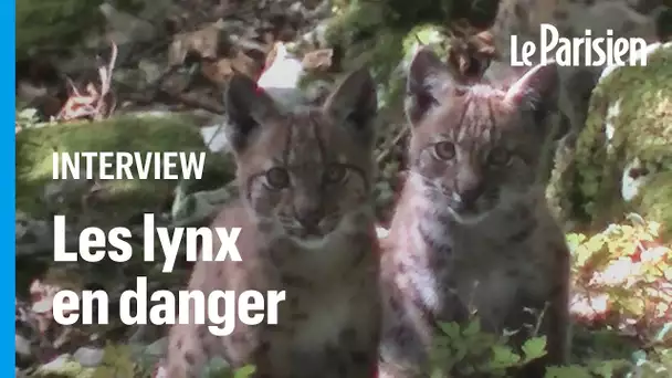 Lynx aperçus dans le Doubs : «L’espèce est toujours considérée comme en danger en France»