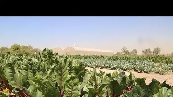 Quinoa, salicorne : les plantes miraculeuses résistantes à la sécheresse et au sel