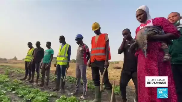 Agriculture au Togo : des fermes-écoles pour apprendre le métier sans pesticide