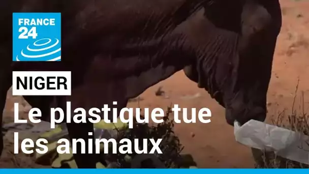 Le plastique, ce fléau qui tue les animaux au Niger • FRANCE 24