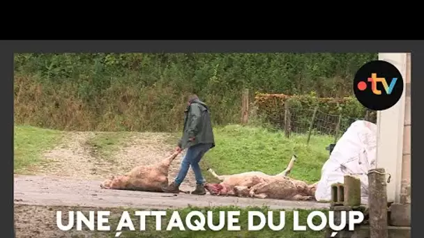 Une nouvelle attaque du loup en Meuse : la caméra filme la scène