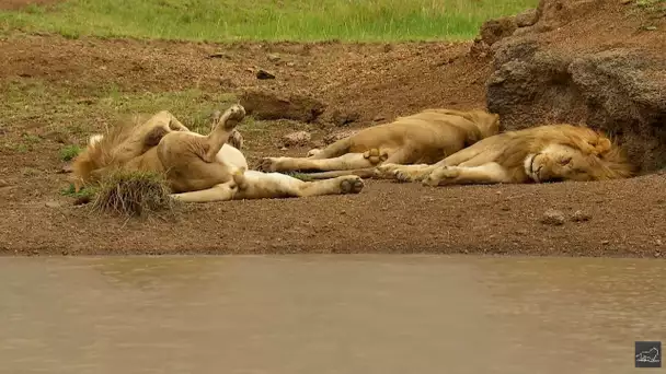 L'Afrique sauvage - Son de la la nature - Vidéo de Relaxation - Musique apaisante et relaxante