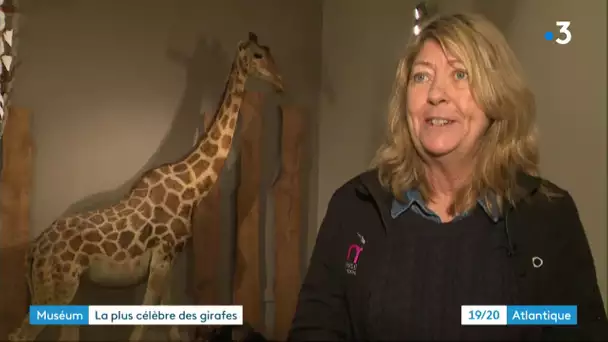 Zarafa la girafe au Muséum d'Histoire Naturelle de La Rochelle