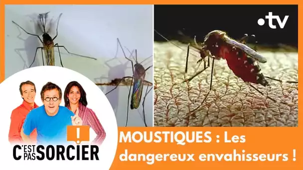 MOUSTIQUES : Les dangereux envahisseurs ! - C'est pas sorcier [Intégrale]