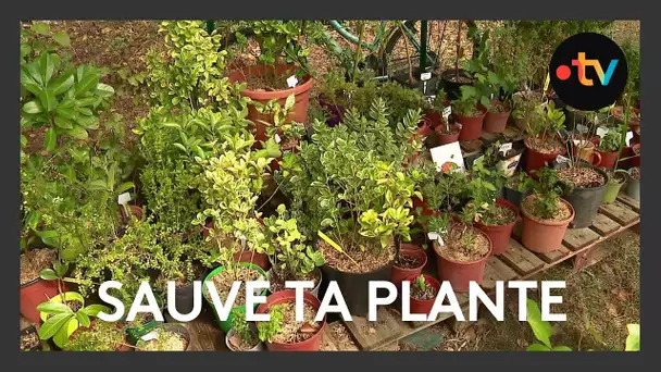 Association "Sauve ta plante" à Poitiers