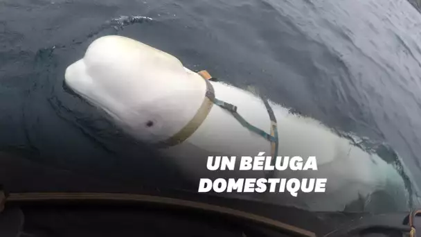 L'histoire de ce béluga qui joue au rugby n'est pas si adorable qu'elle en a l'air