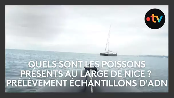 Quels sont les poissons présents au large de Nice ? Des prélèvements d'ADN y répondent