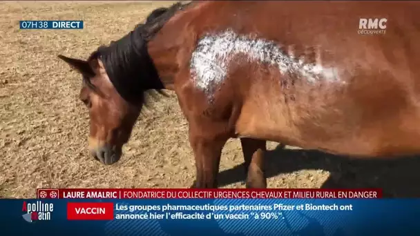 Chevaux mutilés: l’enquête n’avance pas selon les éleveurs, un collectif vient d’être lancé