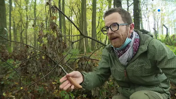 La Cueillette des champignons avec un  pharmacien du Câteau-Cambrésis