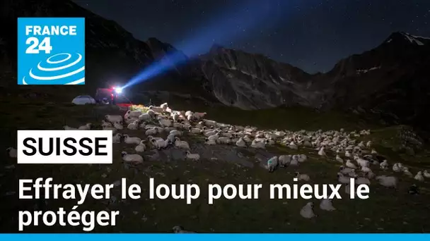 En Suisse, effrayer le loup pour mieux le protéger lui... et les troupeaux • FRANCE 24