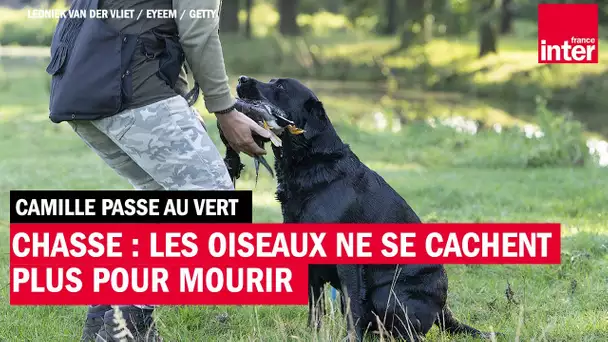 Chasse : les oiseaux ne se cachent plus pour mourir