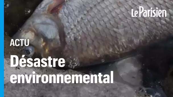 Oder : des tonnes de poissons mort, crainte d'un désastre environnemental